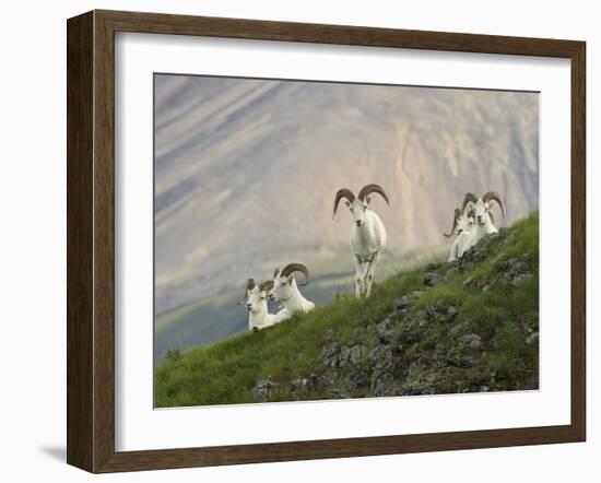 Dam Sheep Rams, Denali Park Road, Alaska, USA-Hugh Rose-Framed Premium Photographic Print