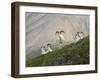 Dam Sheep Rams, Denali Park Road, Alaska, USA-Hugh Rose-Framed Premium Photographic Print