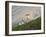 Dam Sheep Rams, Denali Park Road, Alaska, USA-Hugh Rose-Framed Premium Photographic Print