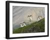 Dam Sheep Rams, Denali Park Road, Alaska, USA-Hugh Rose-Framed Premium Photographic Print