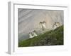 Dam Sheep Rams, Denali Park Road, Alaska, USA-Hugh Rose-Framed Premium Photographic Print