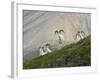 Dam Sheep Rams, Denali Park Road, Alaska, USA-Hugh Rose-Framed Photographic Print