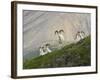 Dam Sheep Rams, Denali Park Road, Alaska, USA-Hugh Rose-Framed Photographic Print