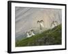 Dam Sheep Rams, Denali Park Road, Alaska, USA-Hugh Rose-Framed Photographic Print