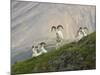 Dam Sheep Rams, Denali Park Road, Alaska, USA-Hugh Rose-Mounted Photographic Print
