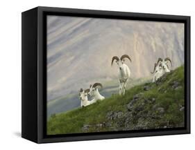 Dam Sheep Rams, Denali Park Road, Alaska, USA-Hugh Rose-Framed Stretched Canvas