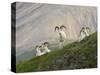 Dam Sheep Rams, Denali Park Road, Alaska, USA-Hugh Rose-Stretched Canvas