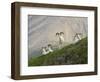 Dam Sheep Rams, Denali Park Road, Alaska, USA-Hugh Rose-Framed Photographic Print