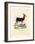 Dama Gazelle-null-Framed Giclee Print