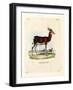 Dama Gazelle-null-Framed Giclee Print