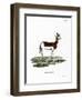 Dama Gazelle-null-Framed Giclee Print