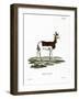 Dama Gazelle-null-Framed Giclee Print