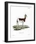 Dama Gazelle-null-Framed Giclee Print