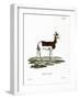 Dama Gazelle-null-Framed Giclee Print