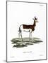 Dama Gazelle-null-Mounted Giclee Print