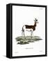 Dama Gazelle-null-Framed Stretched Canvas