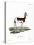 Dama Gazelle-null-Stretched Canvas