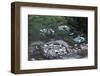 Damage Left by Hurricane Camille-null-Framed Photographic Print