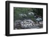 Damage Left by Hurricane Camille-null-Framed Photographic Print