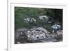 Damage Left by Hurricane Camille-null-Framed Photographic Print