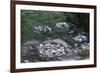 Damage Left by Hurricane Camille-null-Framed Photographic Print