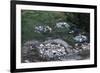 Damage Left by Hurricane Camille-null-Framed Photographic Print