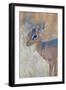 Damara Dik-Dik (Madoqua Kirkii), Etosha National Park, Namibia-null-Framed Photographic Print