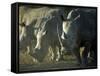 Damaraland, White Rhinoceros, Namibia-Mark Hannaford-Framed Stretched Canvas