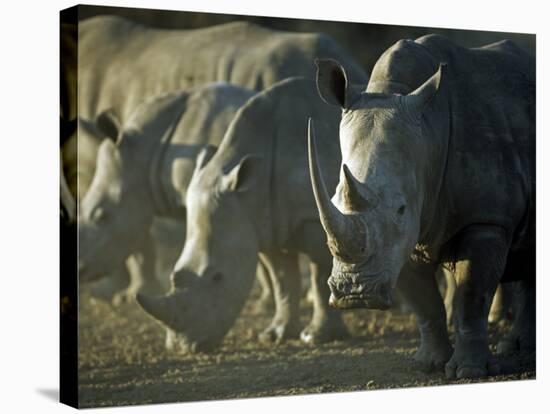 Damaraland, White Rhinoceros, Namibia-Mark Hannaford-Stretched Canvas