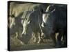 Damaraland, White Rhinoceros, Namibia-Mark Hannaford-Stretched Canvas