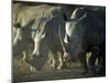 Damaraland, White Rhinoceros, Namibia-Mark Hannaford-Mounted Photographic Print