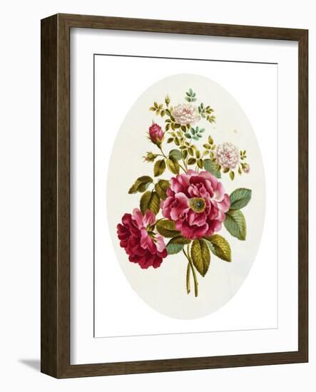 Damask Rose, Collection of Flowers Drawn and Disposed in an Ornamental and Picturesque Manner-John Edwards-Framed Giclee Print