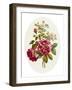 Damask Rose, Collection of Flowers Drawn and Disposed in an Ornamental and Picturesque Manner-John Edwards-Framed Giclee Print