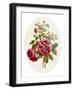 Damask Rose, Collection of Flowers Drawn and Disposed in an Ornamental and Picturesque Manner-John Edwards-Framed Giclee Print