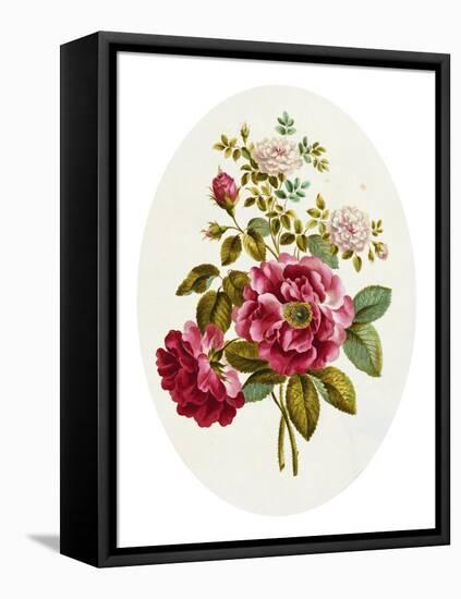 Damask Rose, Collection of Flowers Drawn and Disposed in an Ornamental and Picturesque Manner-John Edwards-Framed Stretched Canvas