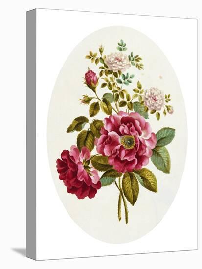 Damask Rose, Collection of Flowers Drawn and Disposed in an Ornamental and Picturesque Manner-John Edwards-Stretched Canvas