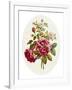 Damask Rose, Collection of Flowers Drawn and Disposed in an Ornamental and Picturesque Manner-John Edwards-Framed Giclee Print