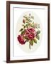 Damask Rose, Collection of Flowers Drawn and Disposed in an Ornamental and Picturesque Manner-John Edwards-Framed Giclee Print