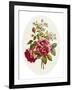 Damask Rose, Collection of Flowers Drawn and Disposed in an Ornamental and Picturesque Manner-John Edwards-Framed Giclee Print