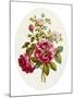 Damask Rose, Collection of Flowers Drawn and Disposed in an Ornamental and Picturesque Manner-John Edwards-Mounted Giclee Print