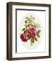 Damask Rose, Collection of Flowers Drawn and Disposed in an Ornamental and Picturesque Manner-John Edwards-Framed Giclee Print