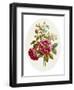 Damask Rose, Collection of Flowers Drawn and Disposed in an Ornamental and Picturesque Manner-John Edwards-Framed Giclee Print