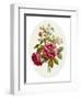 Damask Rose, Collection of Flowers Drawn and Disposed in an Ornamental and Picturesque Manner-John Edwards-Framed Giclee Print