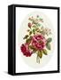 Damask Rose, Collection of Flowers Drawn and Disposed in an Ornamental and Picturesque Manner-John Edwards-Framed Stretched Canvas