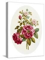 Damask Rose, Collection of Flowers Drawn and Disposed in an Ornamental and Picturesque Manner-John Edwards-Stretched Canvas