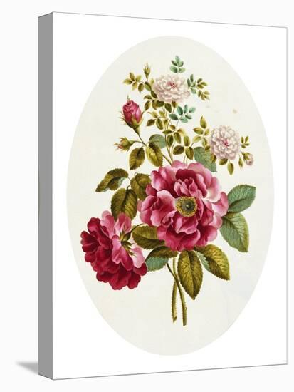 Damask Rose, Collection of Flowers Drawn and Disposed in an Ornamental and Picturesque Manner-John Edwards-Stretched Canvas