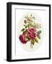 Damask Rose, Collection of Flowers Drawn and Disposed in an Ornamental and Picturesque Manner-John Edwards-Framed Giclee Print