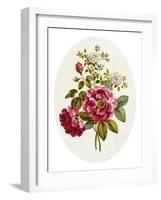 Damask Rose, Collection of Flowers Drawn and Disposed in an Ornamental and Picturesque Manner-John Edwards-Framed Giclee Print