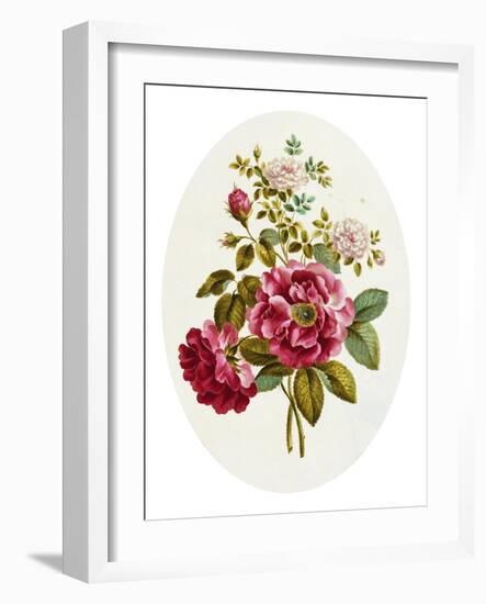 Damask Rose, Collection of Flowers Drawn and Disposed in an Ornamental and Picturesque Manner-John Edwards-Framed Giclee Print