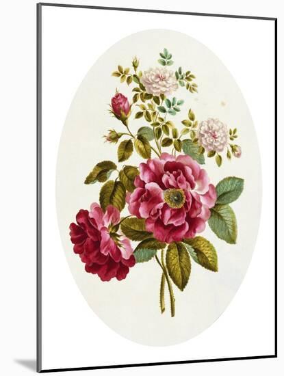 Damask Rose, Collection of Flowers Drawn and Disposed in an Ornamental and Picturesque Manner-John Edwards-Mounted Giclee Print